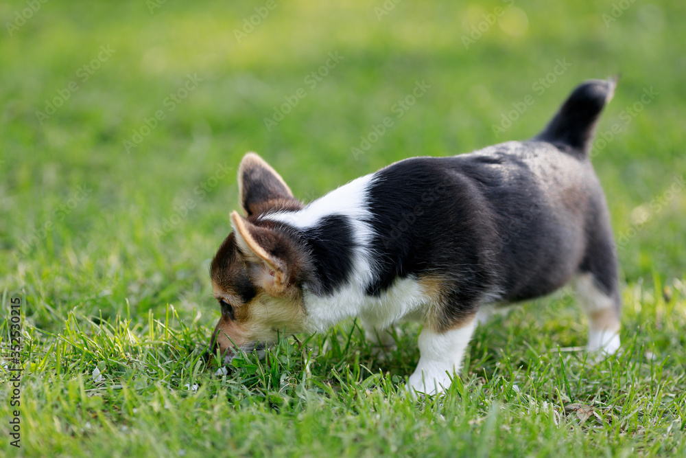 Tricolour Tricolor Funny face Welsh Corgi Pembroke runs in the park blurred background running 