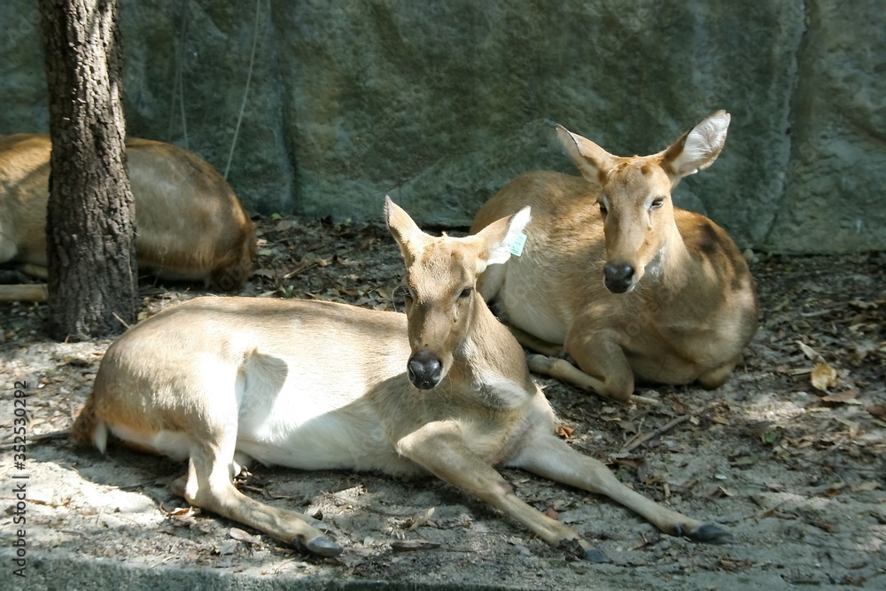 Light brown hair deers are lying down on ground, sun light on body Thai deer. Light brown hair deers are lying down on ground, sun light on body Thai deer.