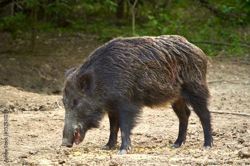 Dominant wild boar