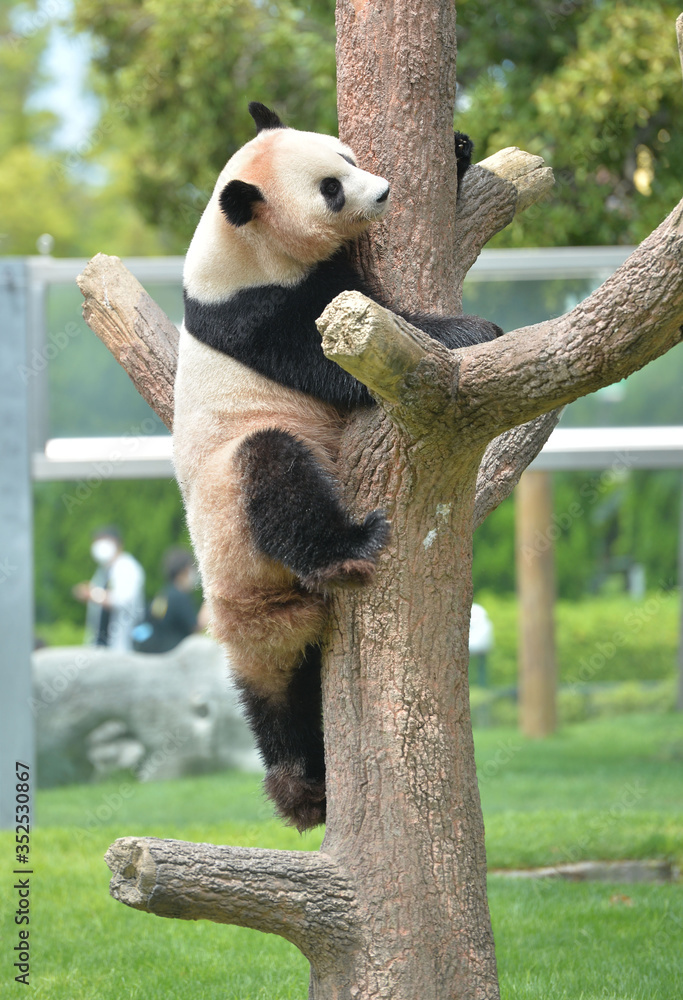 Obraz premium 木登りするパンダ