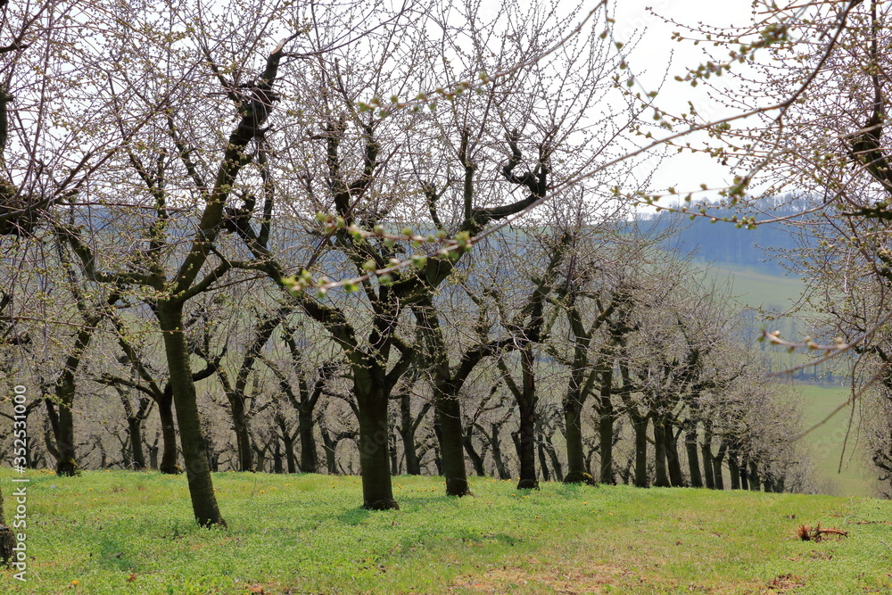 Cherry trees plantation in spring time Cherry trees plantation in spring time