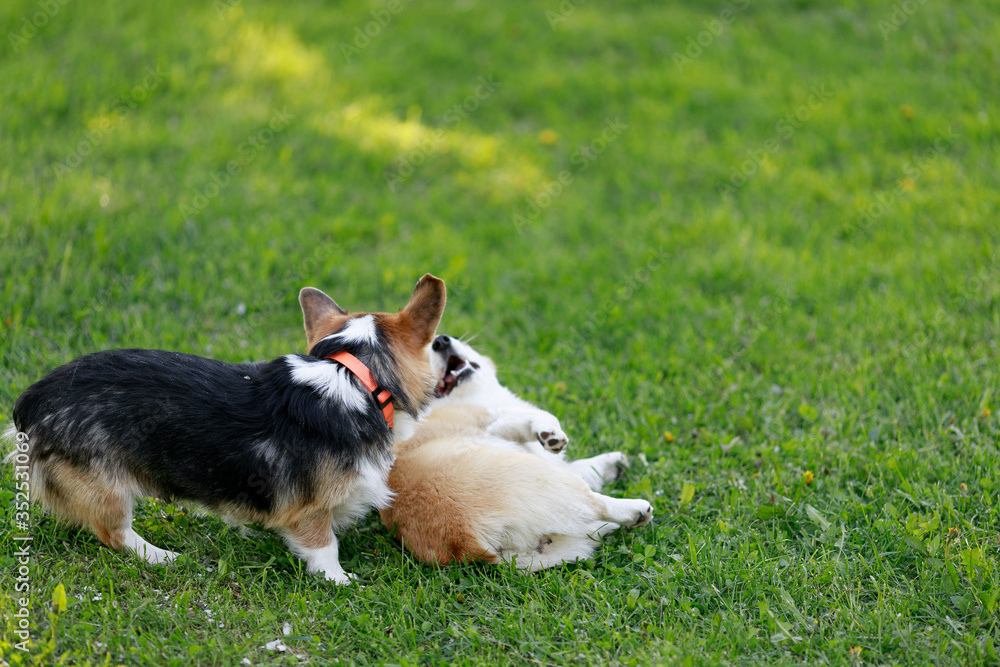 Red and Black Tricolour Cardigan Welsh Corgi Pembroke Cardigan play on grass with her puppies Red and Black Tricolour Cardigan Welsh Corgi Pembroke Cardigan play on grass with her puppies
