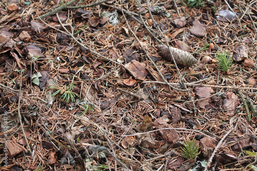 Land in the forest. Christmas tree needles. On the ground in the forest. Nature Land in the forest. Christmas tree needles. On the ground in the forest. Nature