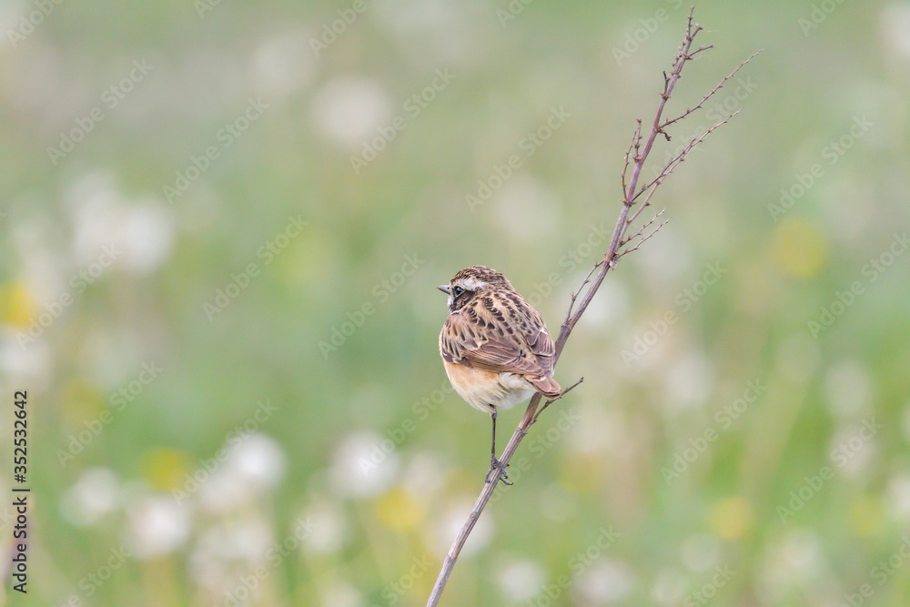 Whinchat in natural habitat (saxicola rubetra) Whinchat in natural habitat (saxicola rubetra)
