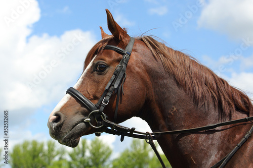 Bay arabian racehorse portrait in nature green bushes background © horsemen