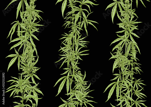 Hemp, Cannabis seamless pattern, background. Vector illustration. In botanical style Isolated on black background..