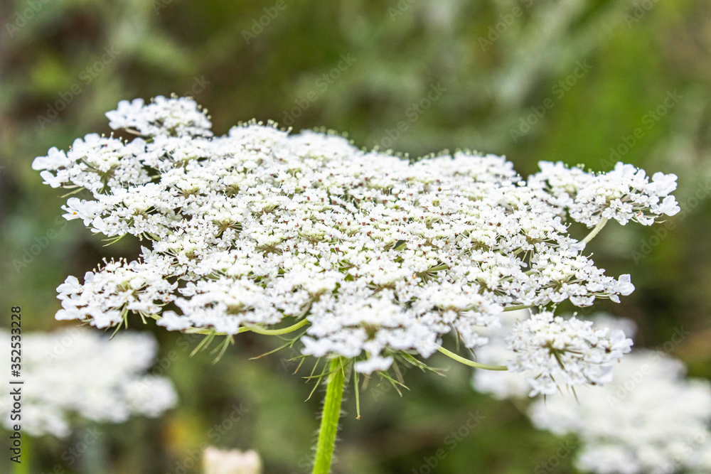 Medicinal wild grass of the yarrow. Medicinal wild grass of the yarrow.