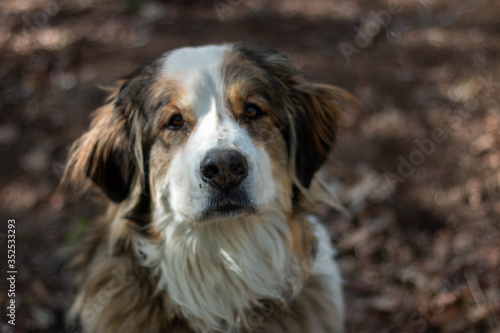 portrait big Bernese mountain dog. forest on background.