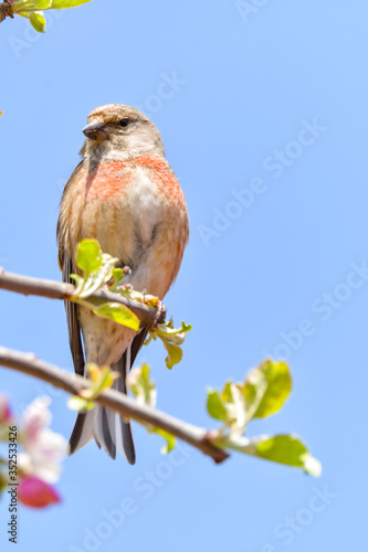 Konstfotografi A Linnet, or common Linnet, (Linaria cannabina), male, perched on a branch