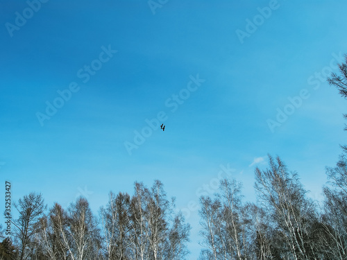 two birds soar in the blue sky., sky background. copy space for text, copy space