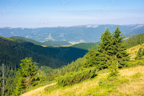 forest on the hillside. view in to the valley. green nature scenery concept. beautiful mountain landscape in summer. blue sky with some clouds in the morning above the distant ridge © Pellinni