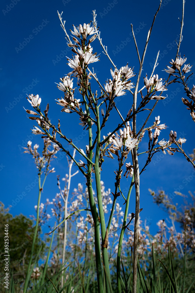 Flowers in blossom, summer is coming, Algarve, Portugal. Flowers in blossom, summer is coming, Algarve, Portugal.