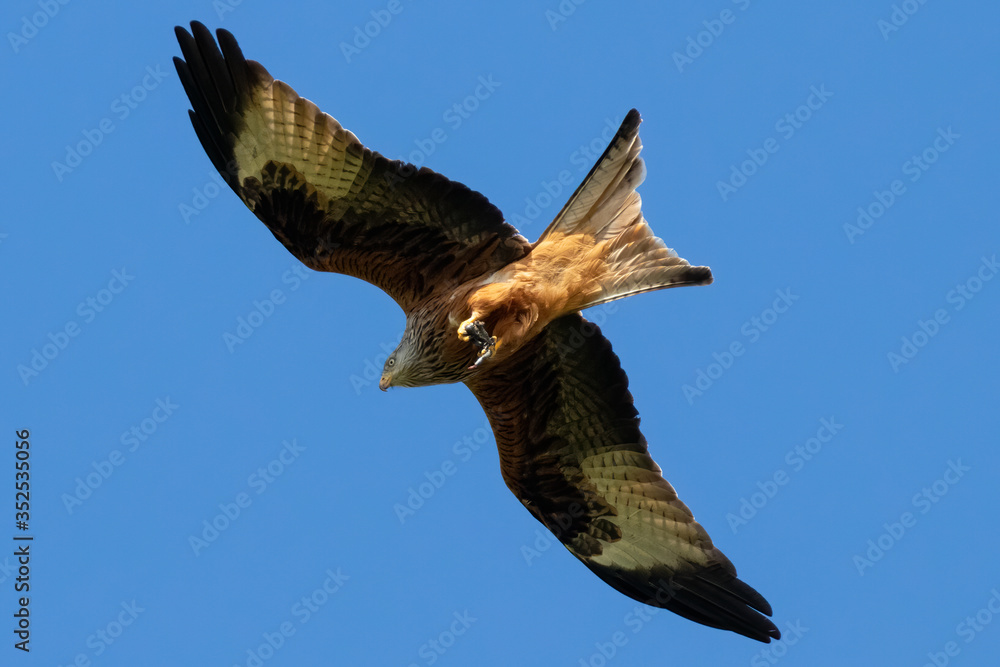 Rotmilan (milvus milvus) mit Beute in der Luft Portrait aufgenommen in Deutschland Mecklenburg Vorpommern Rotmilan (milvus milvus) mit Beute in der Luft Portrait aufgenommen in Deutschland Mecklenburg Vorpommern