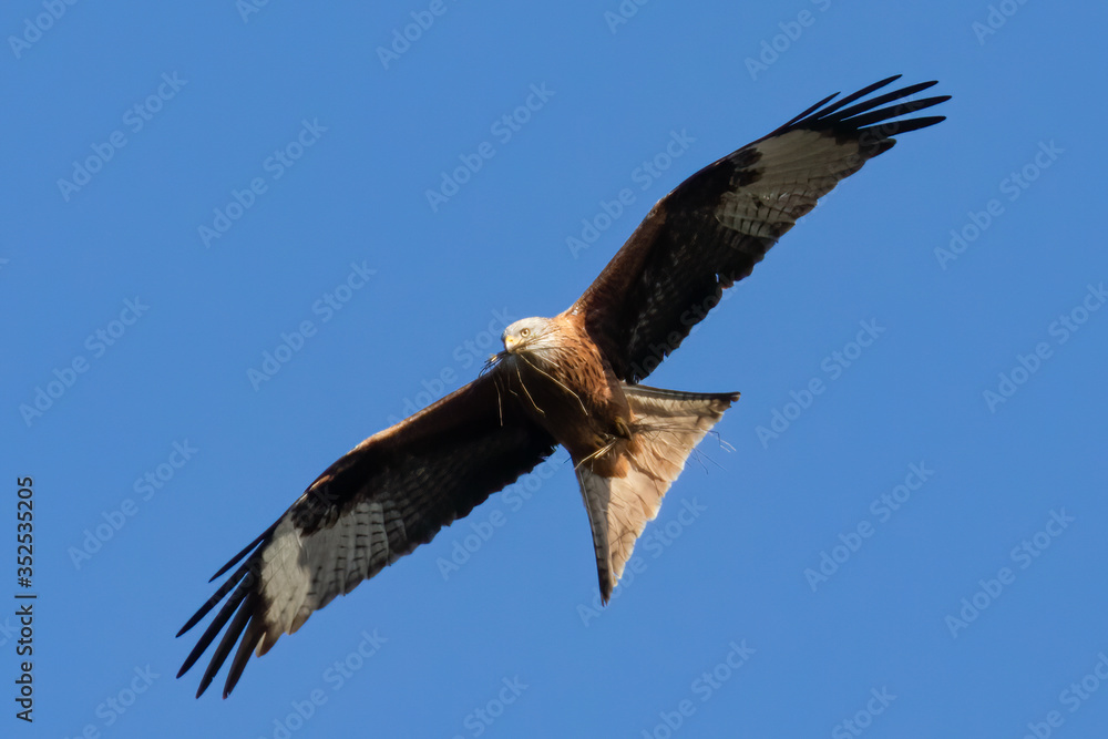 Fliegender Rotmilan (milvus milvus) mit Stroh im Schnabel Portrait aufgenommen in Deutschland, Mecklenburg Vorpommern
Fliegender Rotmilan (milvus milvus) mit Stroh im Schnabel Portrait aufgenommen in Deutschland, Mecklenburg Vorpommern