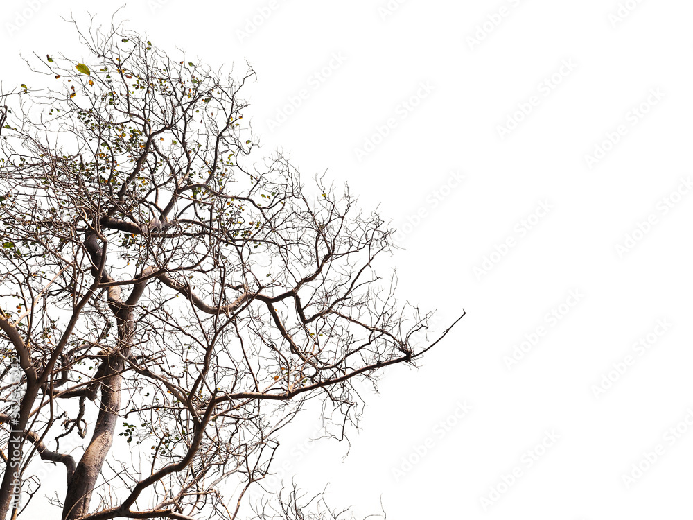 Fototapeta premium silhouette tree dead branches over white color for Halloween background.