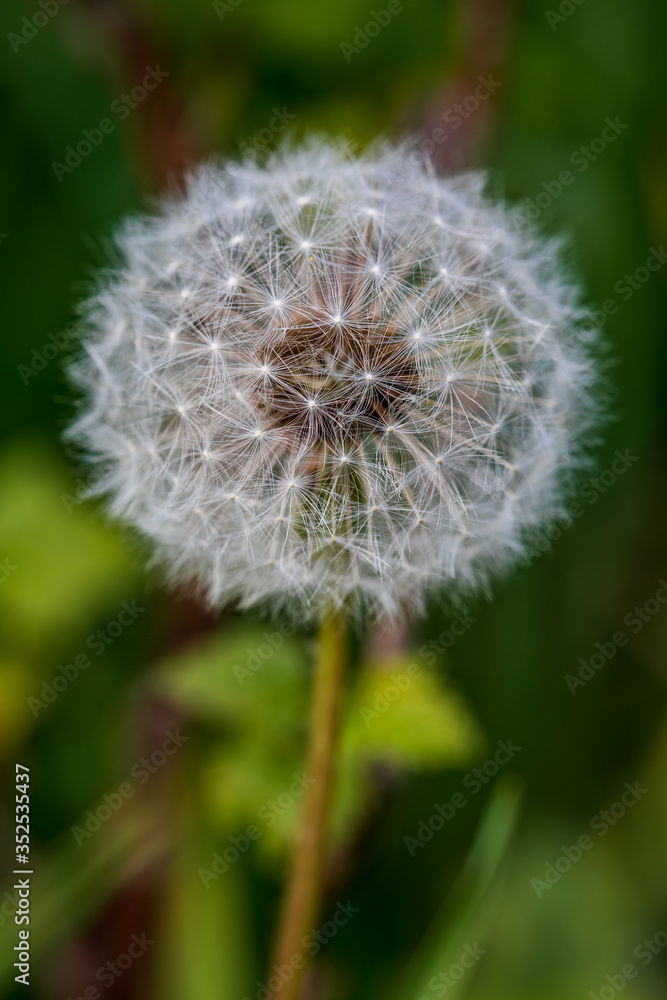 Obraz premium Dandelion (Taraxacum officinale) seedhead