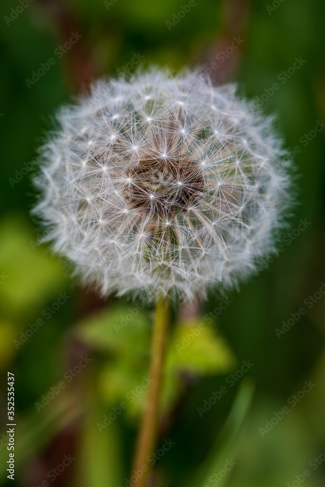 Dandelion (Taraxacum officinale) seedhead