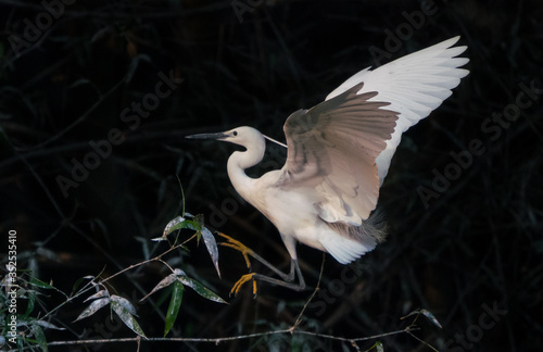 The great egret flying landing on a tree branch in a dark background above a lake in China