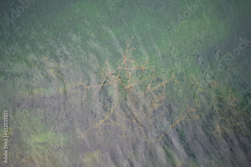 A tree growing at the bottom of a clean lake with calm water surface