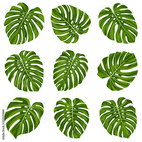 Set of tropical monstera leaves. Monstera leaf.