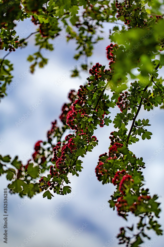 hawthorn in bloom against the sky