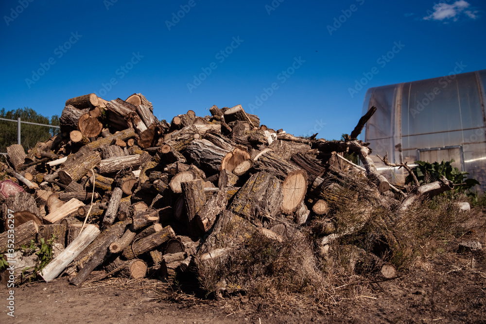Obraz premium closeup of huge log pile of sawn birch tree against blue sky