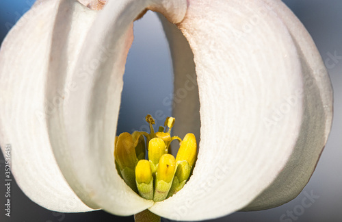 close-up of dogwood petal