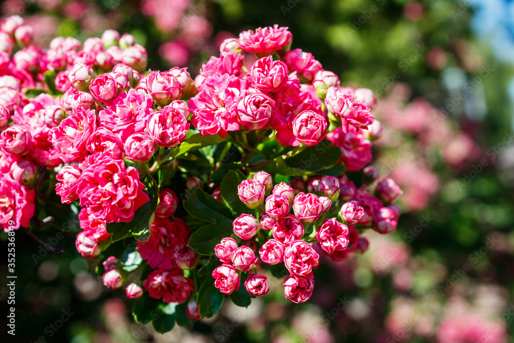 branch of a pink flowering hawthorn outdoor closeup branch of a pink flowering hawthorn outdoor closeup