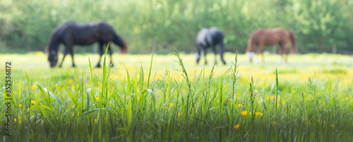 Fotografia grass and yellow flowers with grazing horses in the background
