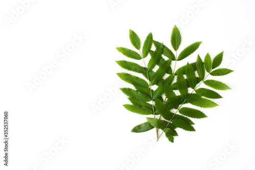 Green rowan leaves isolated on white background top view with copy space. Floral nature flat lay. Ecology  organic background. Stock photo.