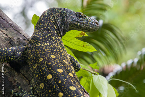 Salvadori s monitor  Varanus salvadorii  is one of the longest lizards in the world It is an arboreal lizard with a dark green body marked with bands of yellowish spots. 