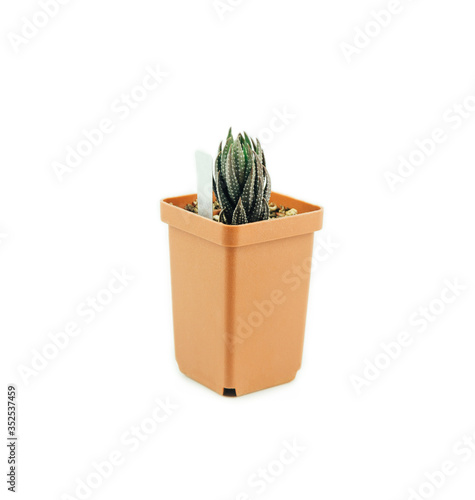 Juicy haworthia flaviata and aloe vera in a pot on a white background, isolate. Stylish and simple plants for a modern desk. Succulent African plant. photo