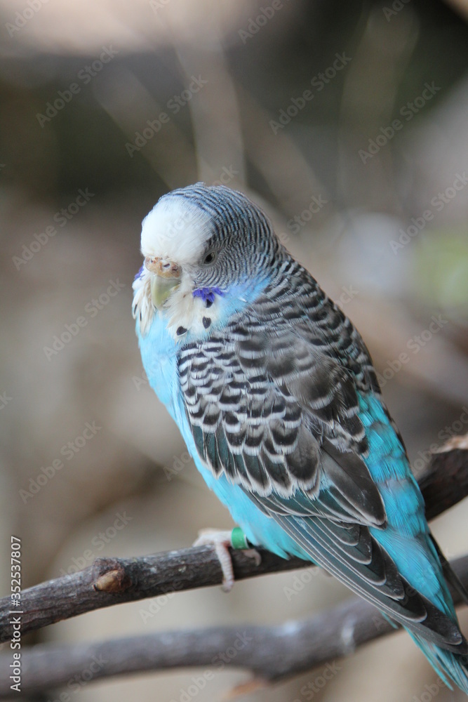 Obraz premium Blue parakeet