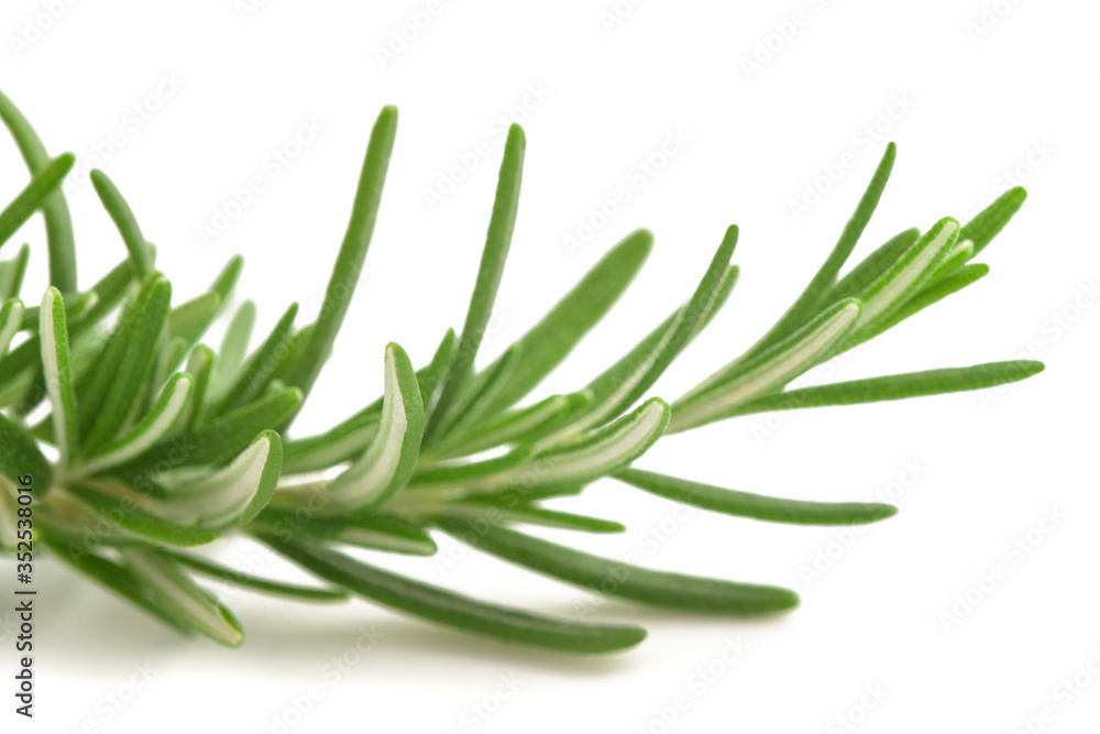 Fototapeta premium Rosemary