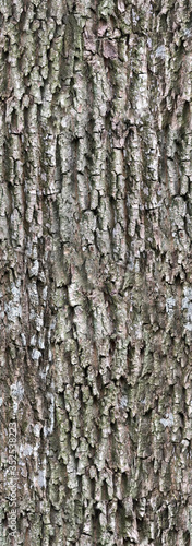 Bark texture with moss vert...