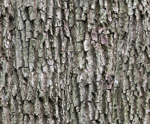 Bark texture with moss vert...