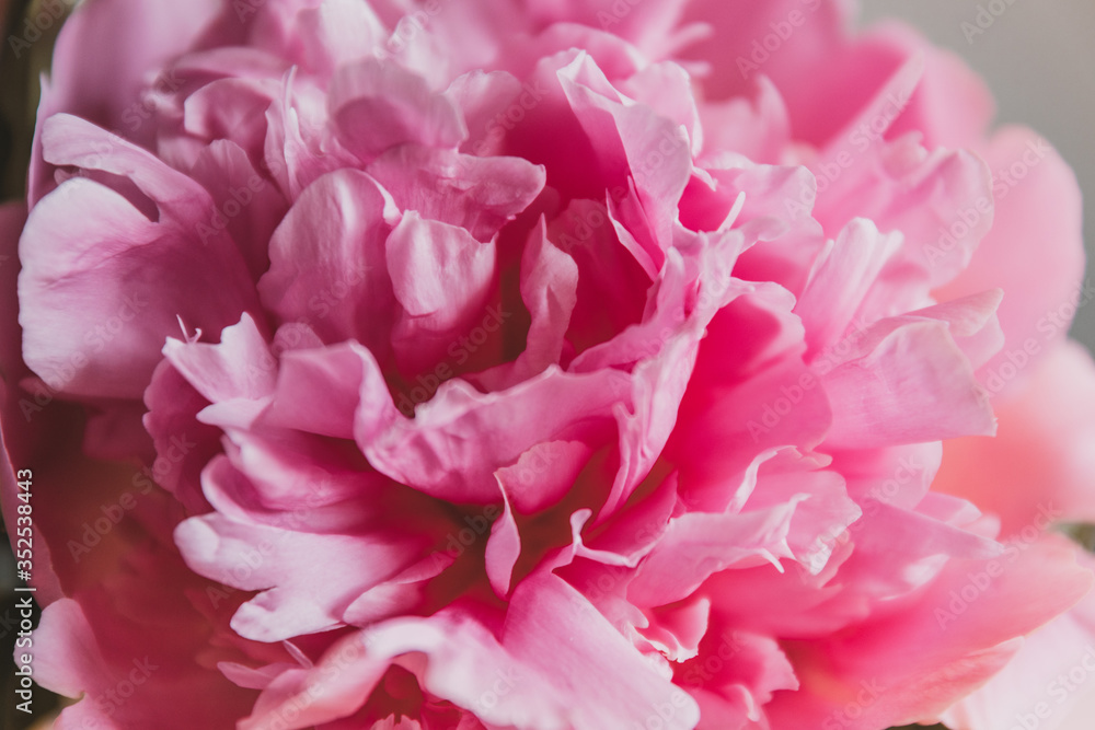 Pink peonies bouquet isolated on gray background.