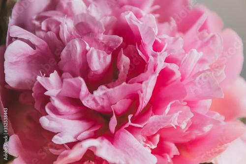 Pink peonies bouquet isolated on gray background.