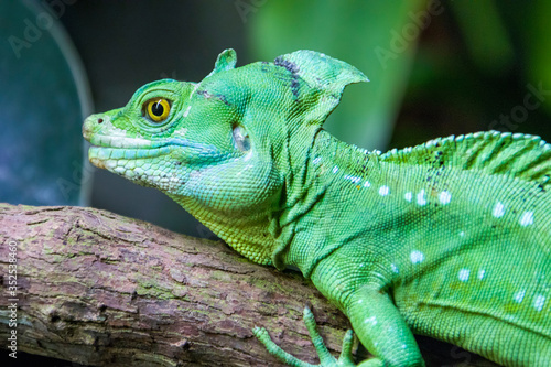 the double crested basilisk lies on the trunk. It is one of the largest basilisk species Males have three crests: one on the head, one on the back, one on the tail, females only have the head crest