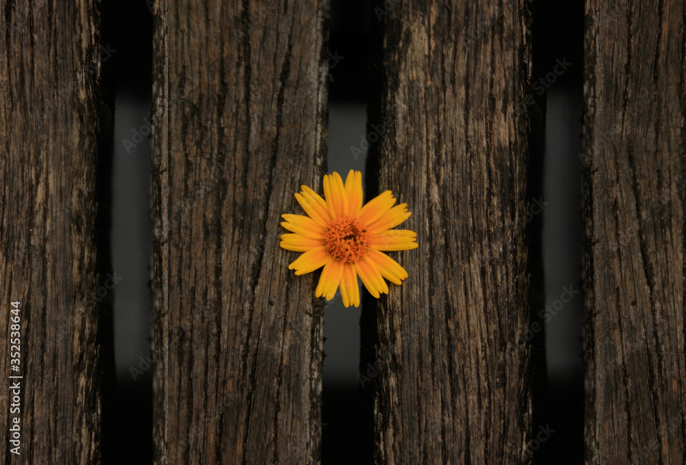 Obraz premium São Paulo Botanical Garden / São Paulo - (flower in the enclosure)