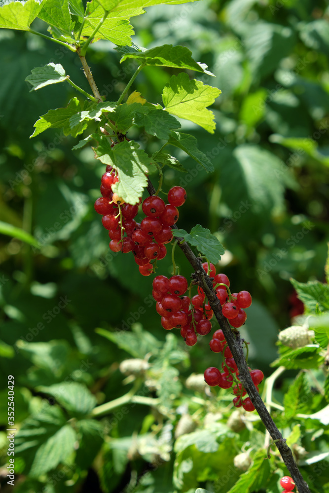Chains of ripe currants on a branch. Close-up.