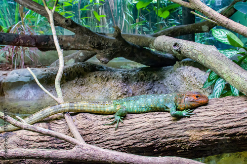 The Northern caiman lizard lies on the trunk. 
It is a species of lizard found in northern South America.
The body of the caiman lizard is very similar to that of a crocodile. 