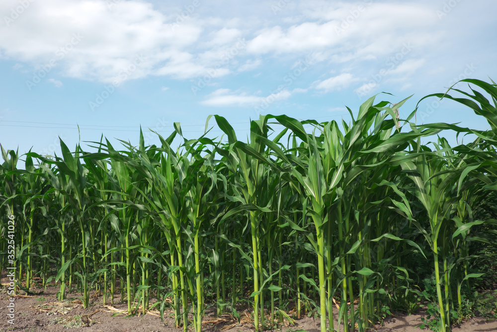 Fototapeta premium Rows of corn in a home garden.