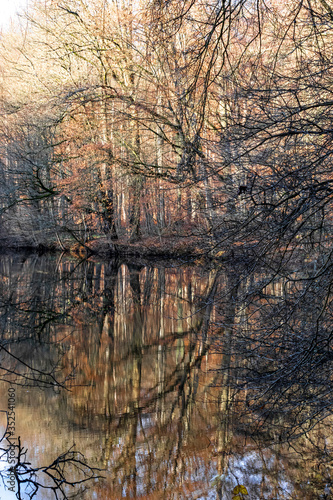 tree reflections in a lake