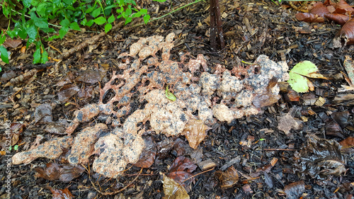 Slime mold Dog Vomit (Fuligo septica) on shreds of wood