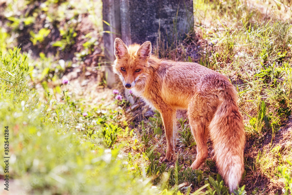 Ein Fuchs dreht sich um bei einer Strassenlaterne im Graben