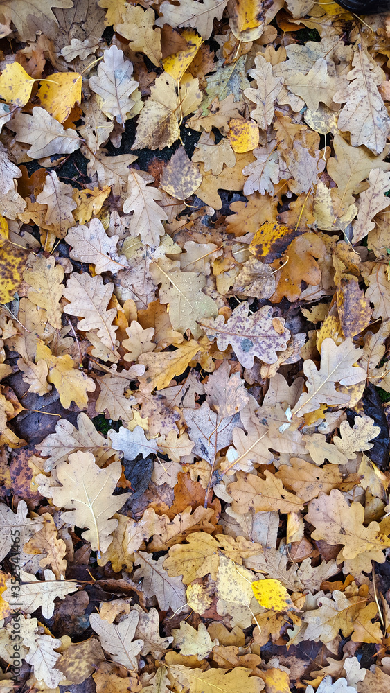Autumn leaves on the ground, mainly from oak Autumn leaves on the ground, mainly from oak