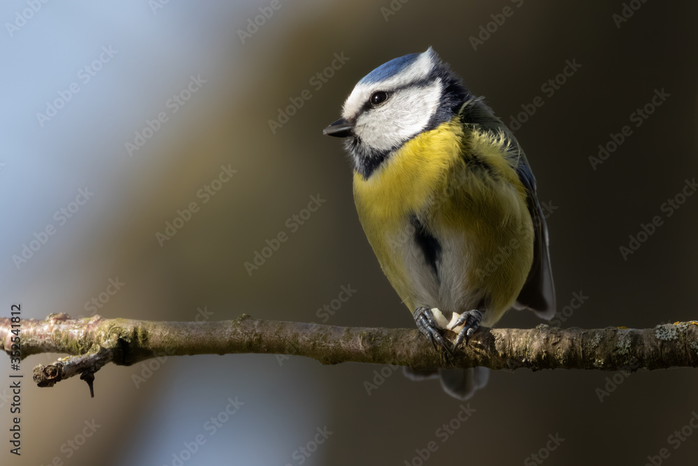 Portrait Eurasian blue tit (Cyanistes caeruleus) perched on branch Portrait Eurasian blue tit (Cyanistes caeruleus) perched on branch