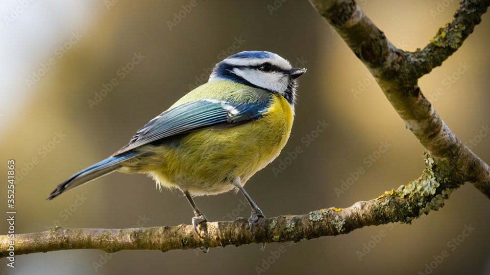 Obraz premium Eurasian blue tit (Cyanistes caeruleus) perched on branch