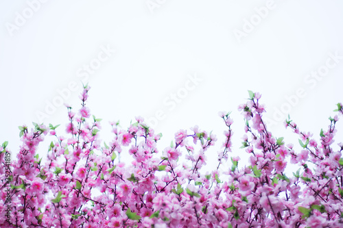 lavender flowers border